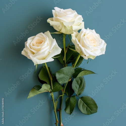 White roses branch 