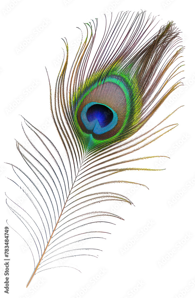 Obraz premium isolated peacock plume on transparent background