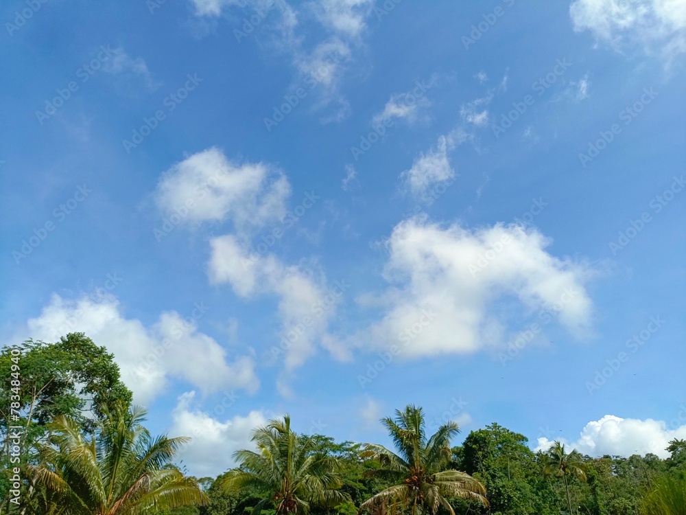 palm trees against blue sky