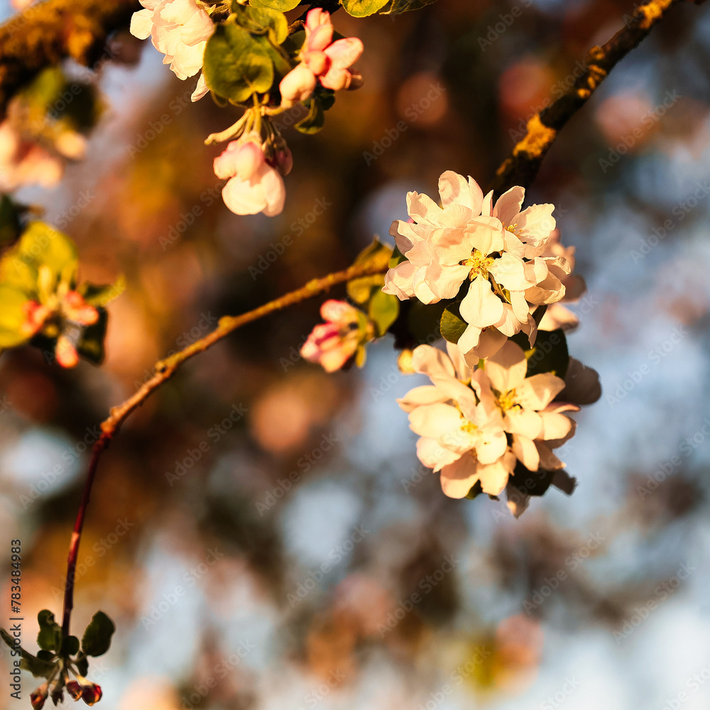 Apple blossoms on the tree in the morning light Apple blossoms on the tree in the morning light