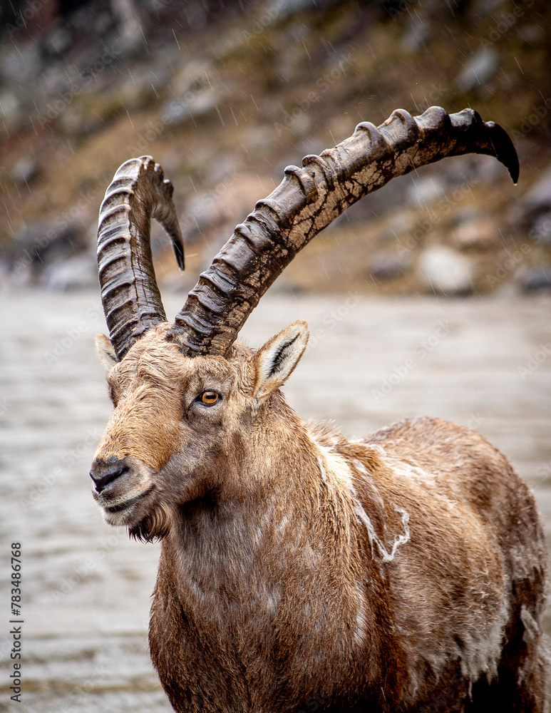 Alpine Ibex