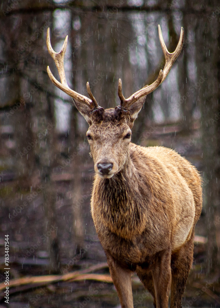 Fototapeta premium Elk #2