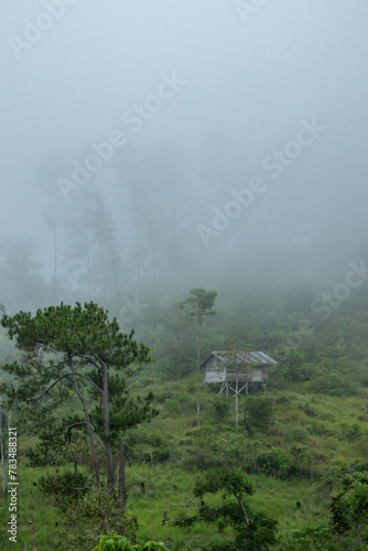 Tropical forest shrouded in fog	