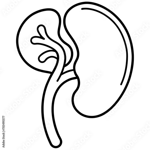 illustration of a black and white outline of a person kidney 
