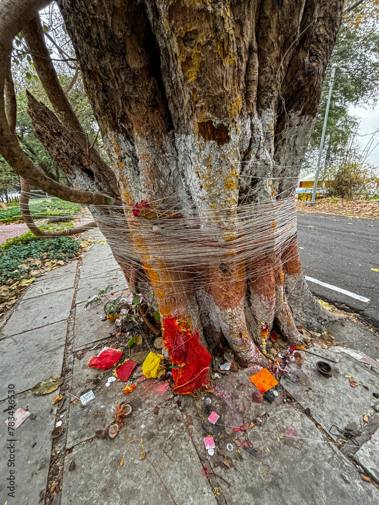 Savitri Puja banyan tree. Wata savitri pooja. Stock Photo | Adobe Stock