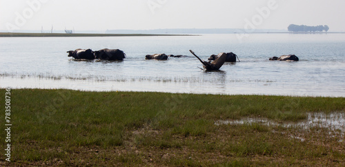 Buffalo playing in the water in Sirindhorn Dam,Ubonratchathani, Monday, ‎February ‎26, ‎2024