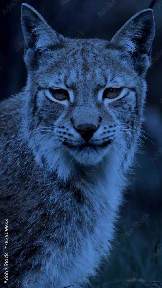 lynx in the snow lynx in the snow