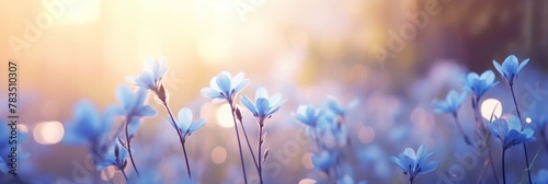 Little blue flowers close-up photo
