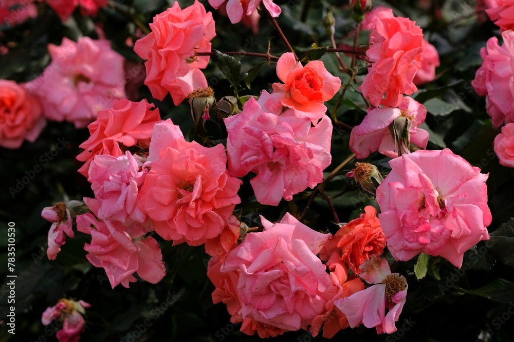 pink rose in full blooming
pink rose in full blooming