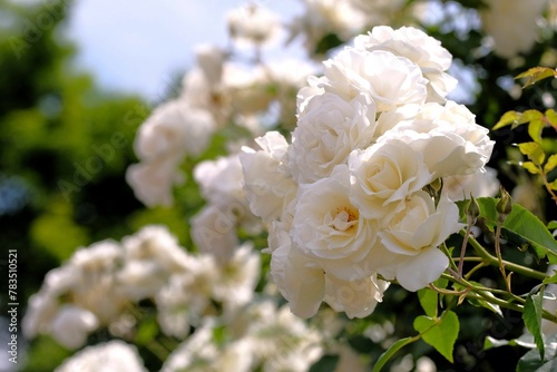Iceberg rose in full blooming	
