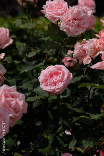 Hamamirai rose in full blooming 