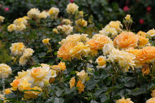 Eureka rose in full blooming © 百合 須藤