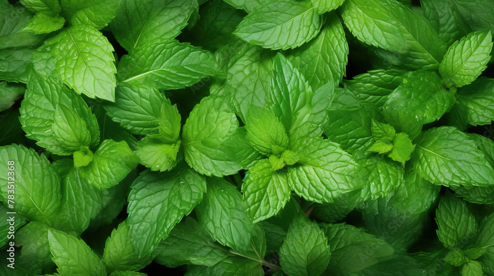 mint leaves in the garden. mint leaves in the garden.