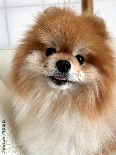A Pomeranian with brown fluffy fur. It has a stuffed animal-like face.茶色のもふもふの毛をした可愛いポメラニアン。ぬいぐるみの様な顔立ちをしています。