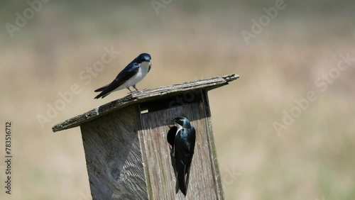 Two tree swallows at a birdhouse during a spring season at the Pitt River Dike Scenic Point in Pitt Meadows, British Columbia, Canada