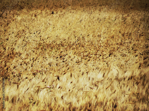 a detail of wheat field