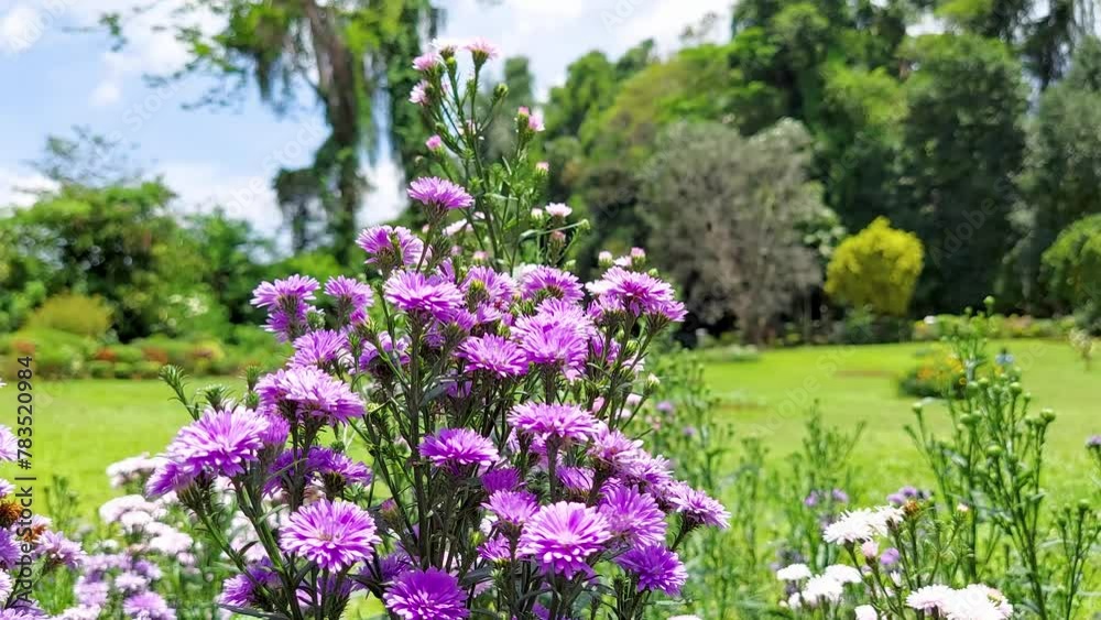 michaelmas Daisy flower in wind garden , blur background bright hd video ,purple Aster amellus, garden of flower aster peacock, malang,rose 4k close up video nature michaelmas Daisy flower in wind garden , blur background bright hd video ,purple Aster amellus, garden of flower aster peacock, malang,rose 4k close up video nature