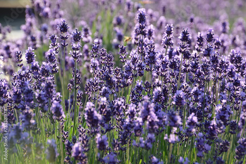 The lavender garden                                            