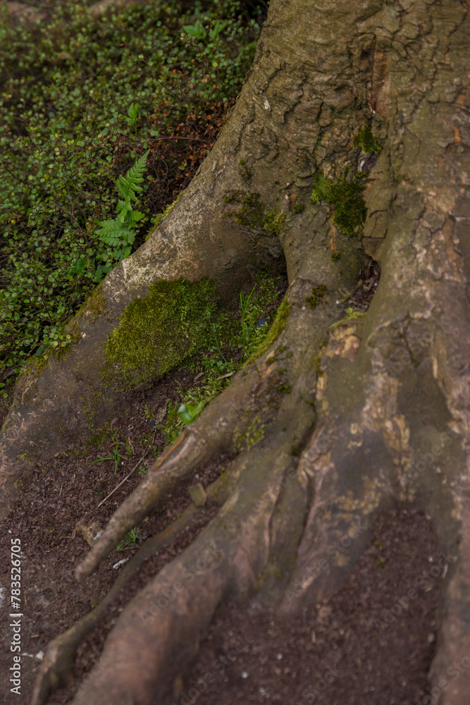 tree trunk in the forest