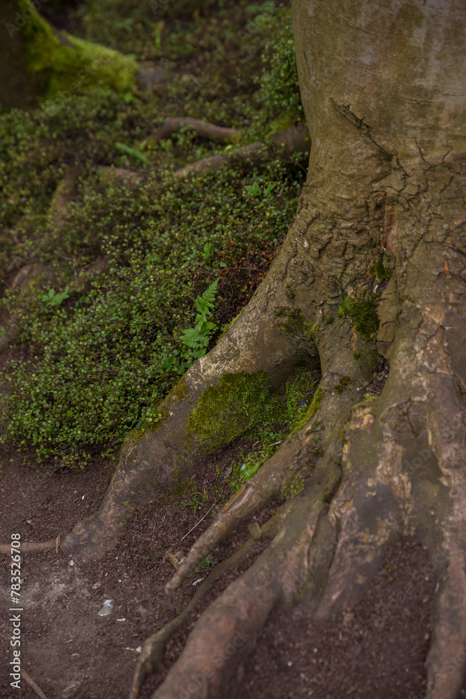Fototapeta premium tree in the woods