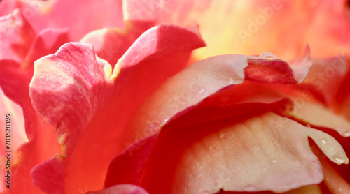 Pink yellow rose flower. Macro flowers background for holiday design