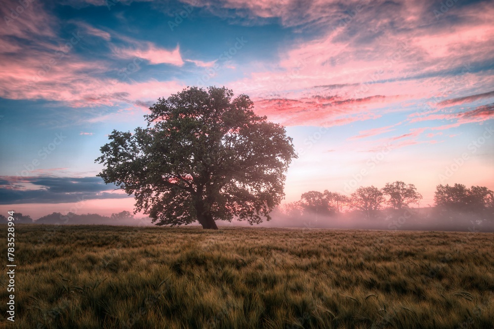 Old oak tree on a wheat field at sunset. Toned.