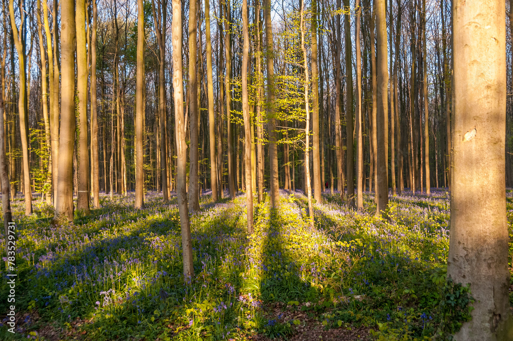 Fototapeta premium The rising sun illumingating a flowerbed of bluebells in the Hallerbos, on an early spring morning.