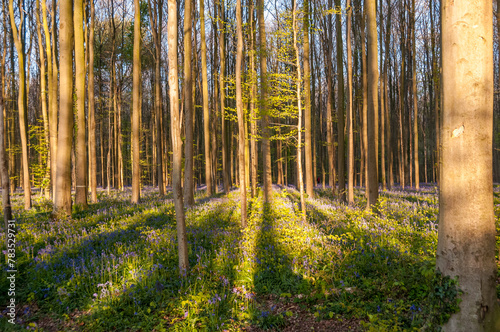 The rising sun illumingating a flowerbed of bluebells in the Hallerbos  on an early spring morning.