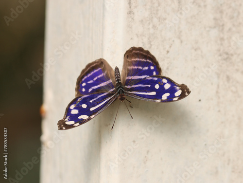 Fleck-Schillerfalter - Whitened bluewing photo