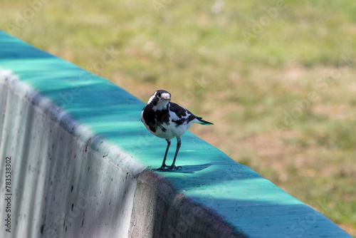 Photograph of a small Australian Murray Magpie standing on a green painted barrier fence in regional Australia photo