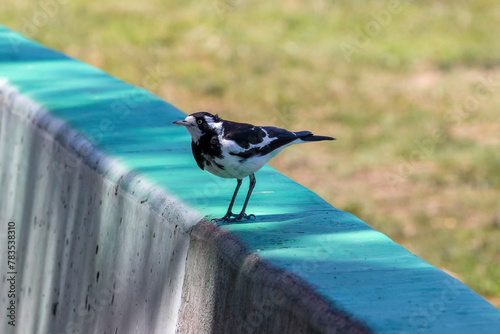 Photograph of a small Australian Murray Magpie standing on a green painted barrier fence in regional Australia