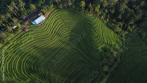 High angle aerial, captivating scene of man-made plantations that form mesmerizing pattern with their belting narrow stripes. These terraces resemble isolines on landscape map photo
