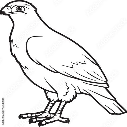 Falcon coloring pages. Falcon bird outline vector for coloring book