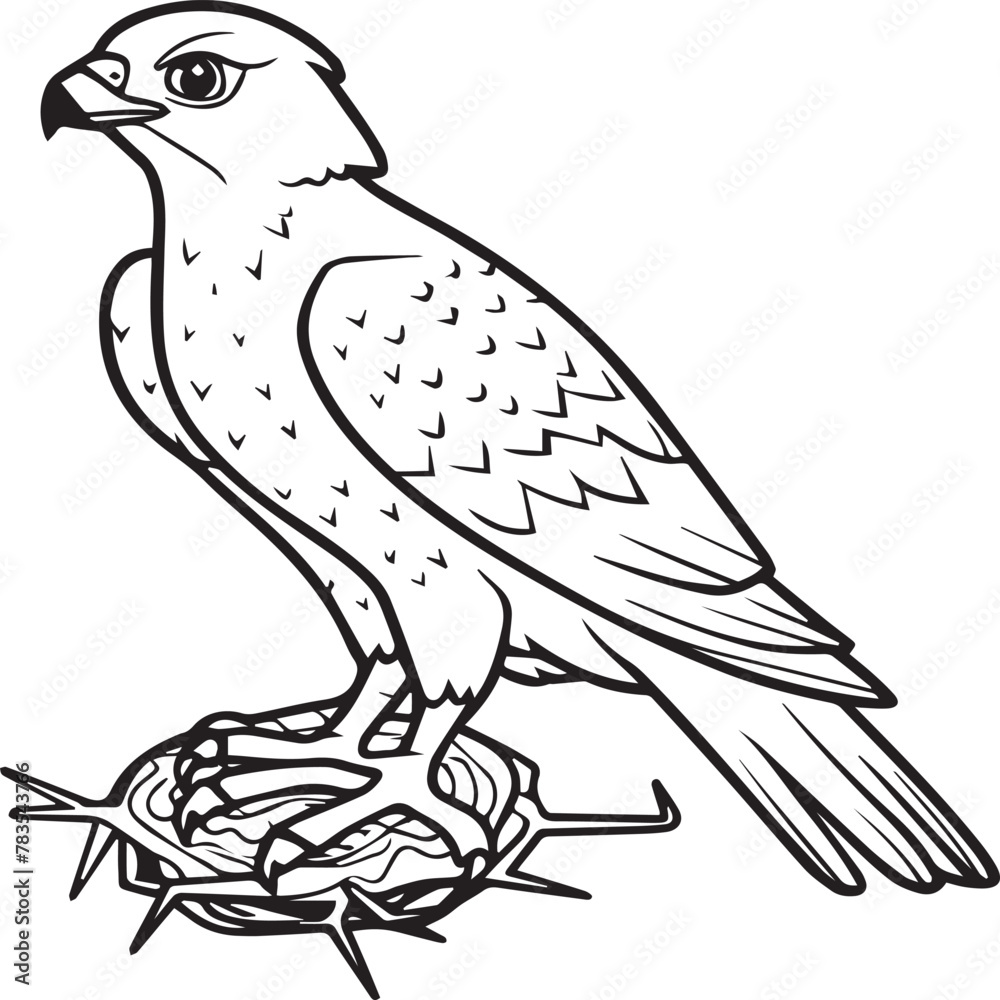 Obraz premium Falcon coloring pages. Falcon bird outline vector for coloring book