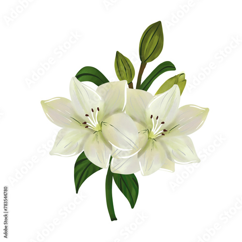White lily flower illustration on isolated background © Gamma