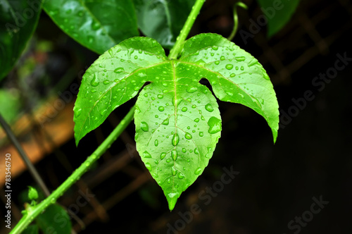 Closeup of passion fruit leaves with water droplets