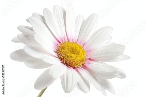 Beautiful white Daisy (Marguerite) with a little pink, isolated on white background, including clipping path. . photo on white isolated background