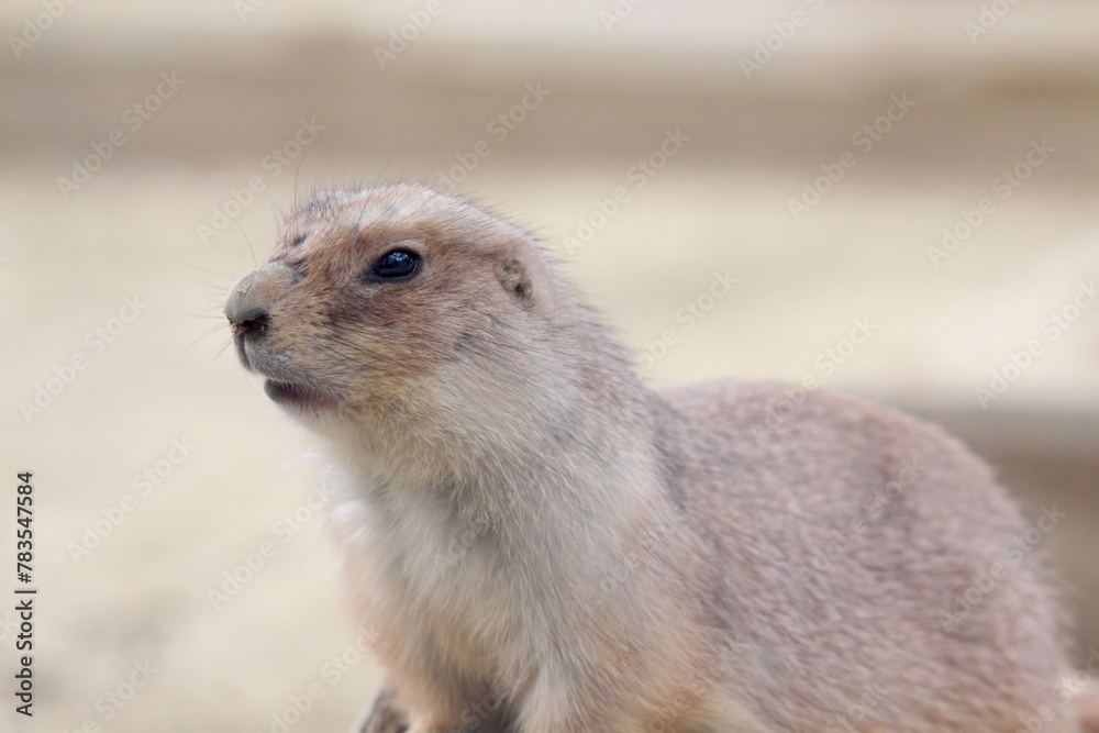 Fototapeta premium プレーリードッグ