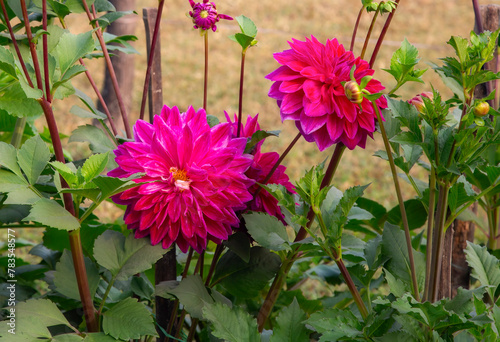 Bright pink dahlia flowers, showcasing their intricate petal patterns and vivid colors, flourish in the natural setting of a garden.