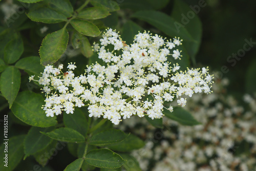 White elderberry blossom