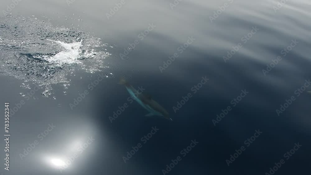 dolphins swimming near ship prow slow motion dolphins swimming near ship prow slow motion