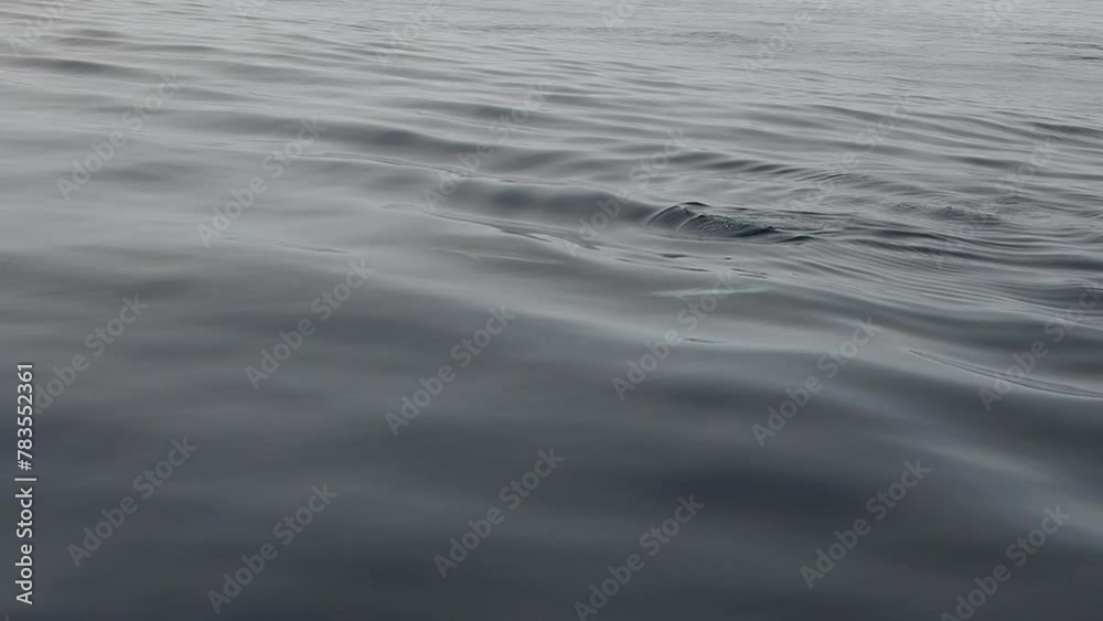 striped dolphins jumping near ship prow slow motion in open ligurian sea striped dolphins jumping near ship prow slow motion in open ligurian sea