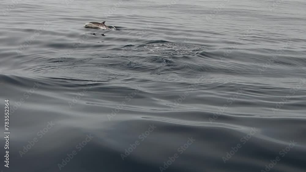 striped dolphins jumping near ship prow slow motion in open ligurian sea striped dolphins jumping near ship prow slow motion in open ligurian sea
