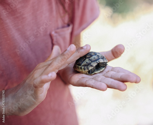 Little turtle in little human hands