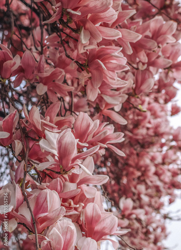 Amazing and gorgeous magnolia blooming photo