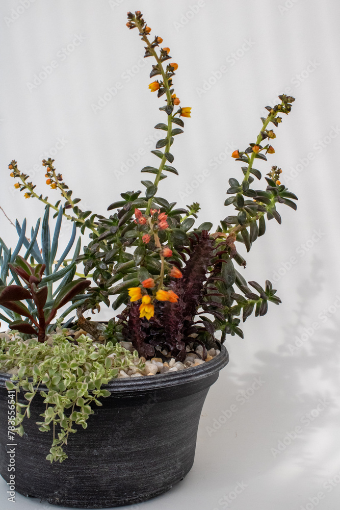 A diverse array of blooming succulents creates a captivating ind A diverse array of blooming succulents creates a captivating ind