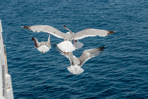 Seagull in flight over the sea in Greece.