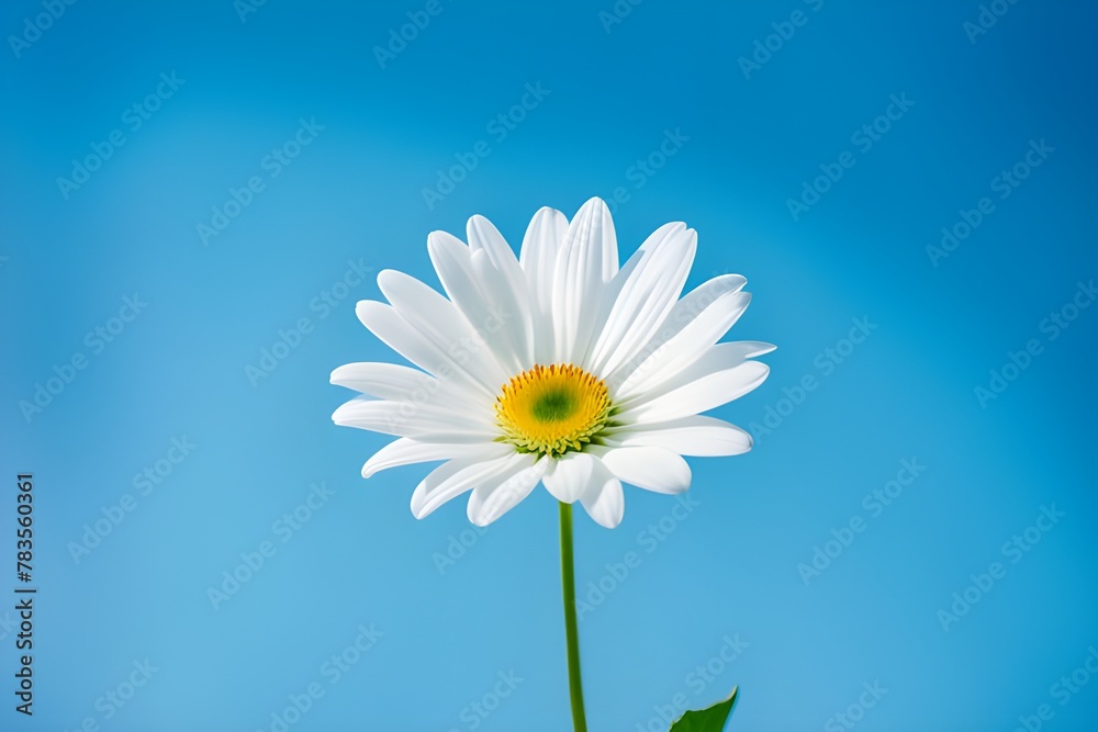 white flower white flower