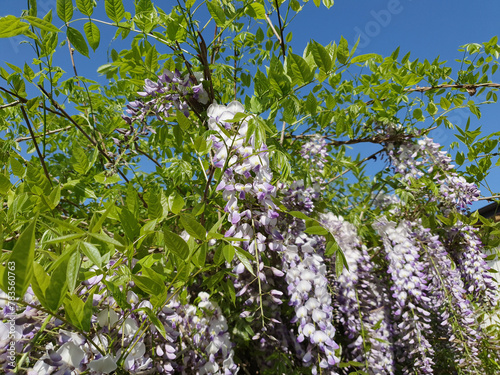wisteria plant with purple flowers background