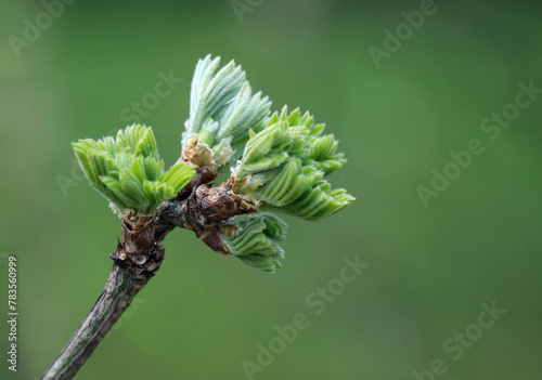 Branch with young spring leaves